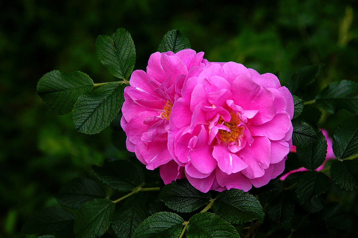��������� ������� ����� �������  �� PhotoGeek.ru #������ ��� �������