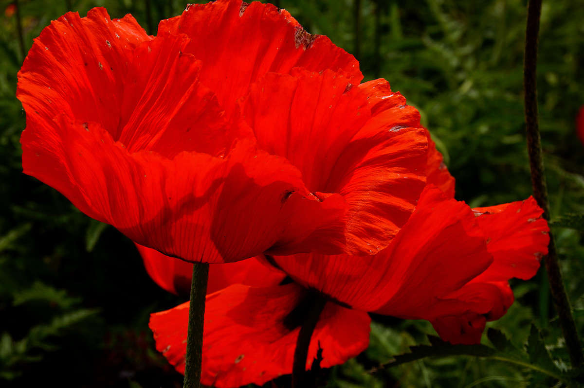 �� ���� ����� ����� �������  �� PhotoGeek.ru #������ ��� �������