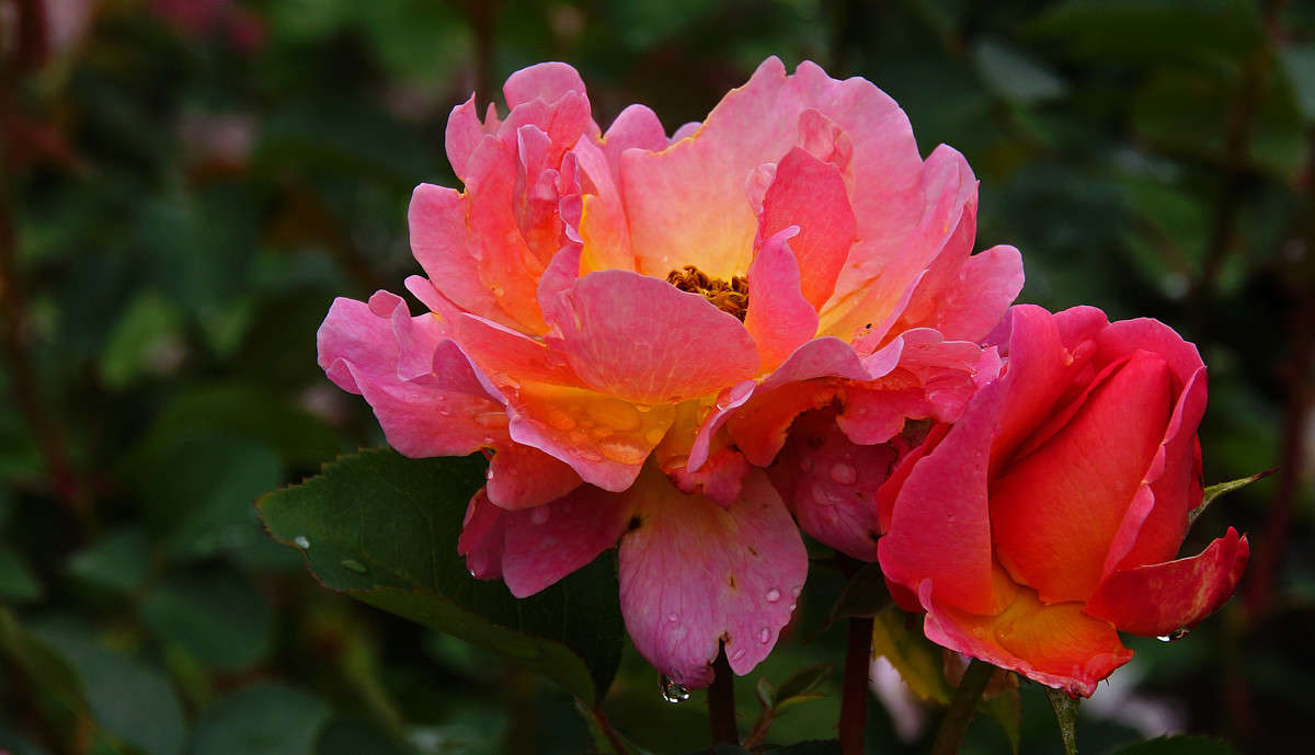 ����������� ����� �������  �� PhotoGeek.ru #������ ��� �������