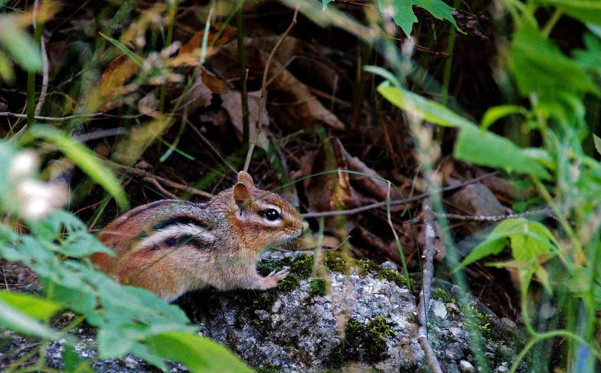 ����� ����� �������  �� PhotoGeek.ru #�������� ���