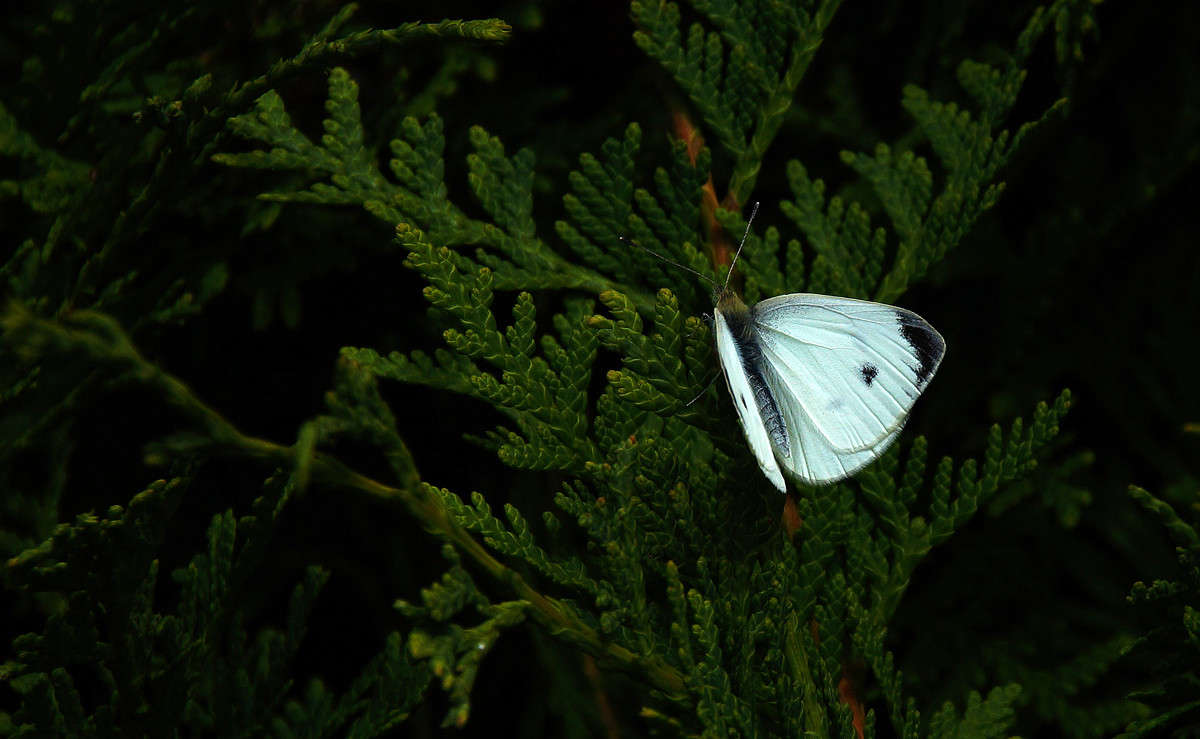 ���� ������� ����� �������  �� PhotoGeek.ru #�������� ���