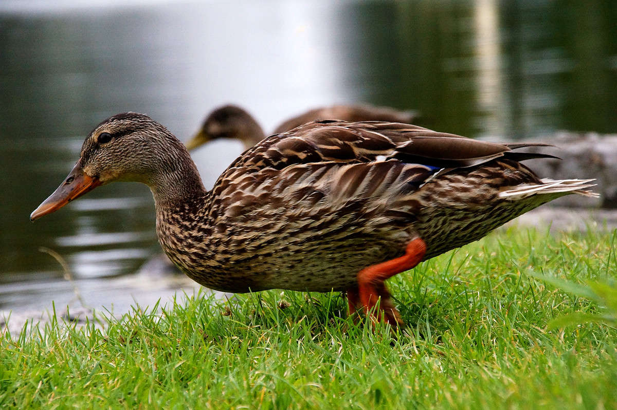 ������� ��������� ����� �������  �� PhotoGeek.ru #�������� ���