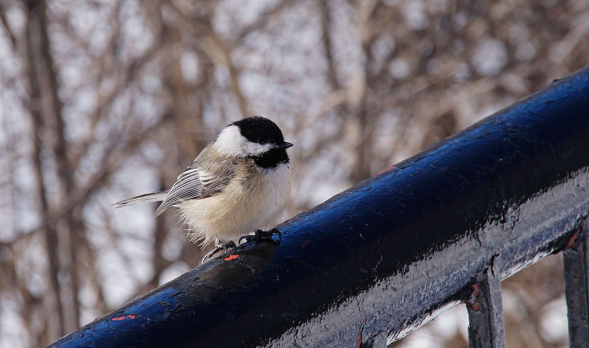 ���������� �������������� �������� ����� �������  �� PhotoGeek.ru #�������� ���