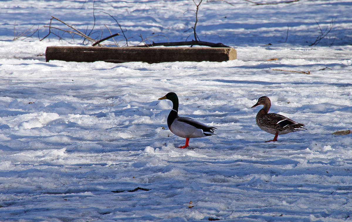 ���������� ���� ����� �������  �� PhotoGeek.ru #�������� ���