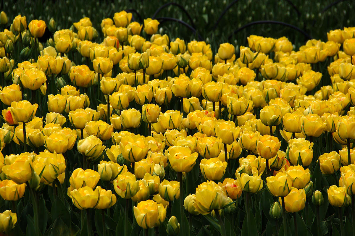 �������� ������� ����� �������  �� PhotoGeek.ru #������ ��� �������