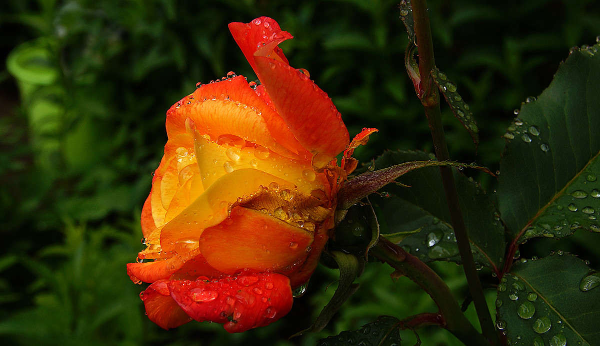 ����������� ������ ����� �������  �� PhotoGeek.ru #������ ��� �������