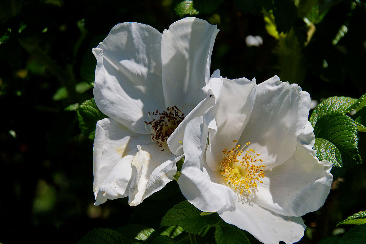 ����������� ���� ����� �������  �� PhotoGeek.ru #������ ��� �������