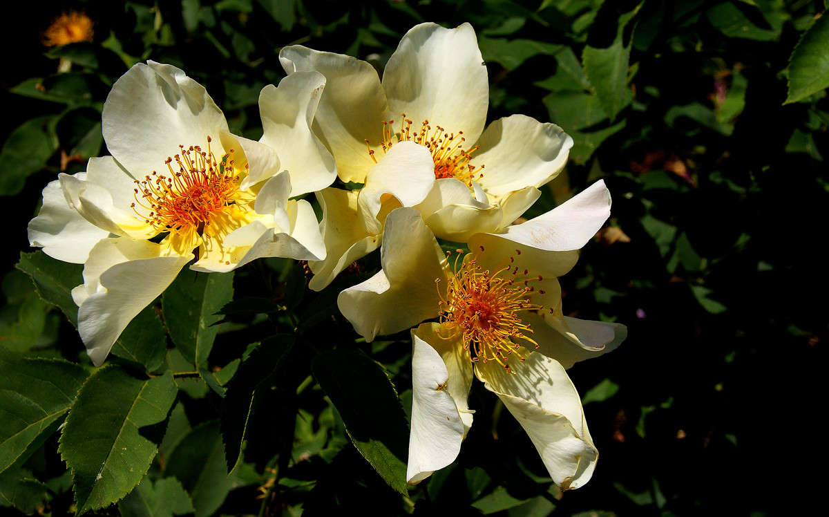 ����������� ��������� ������ ����� �������  �� PhotoGeek.ru #������ ��� �������