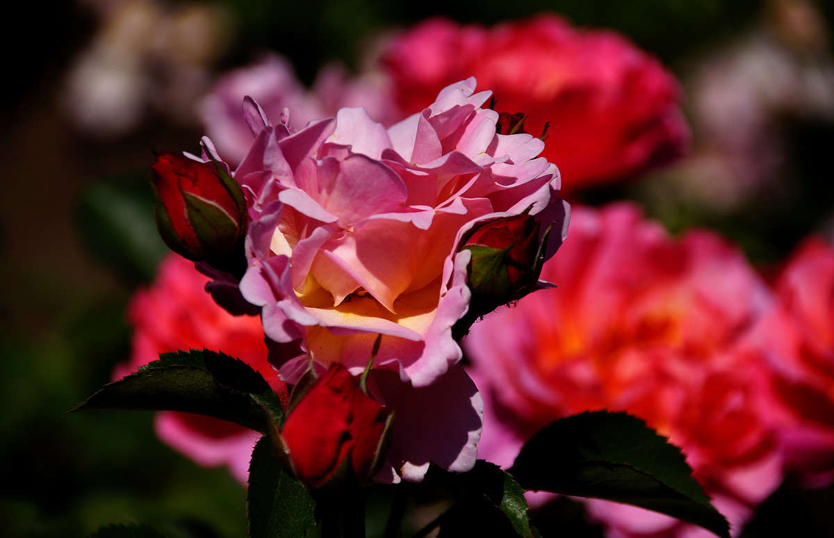 ������ ����� �������  �� PhotoGeek.ru #������ ��� �������