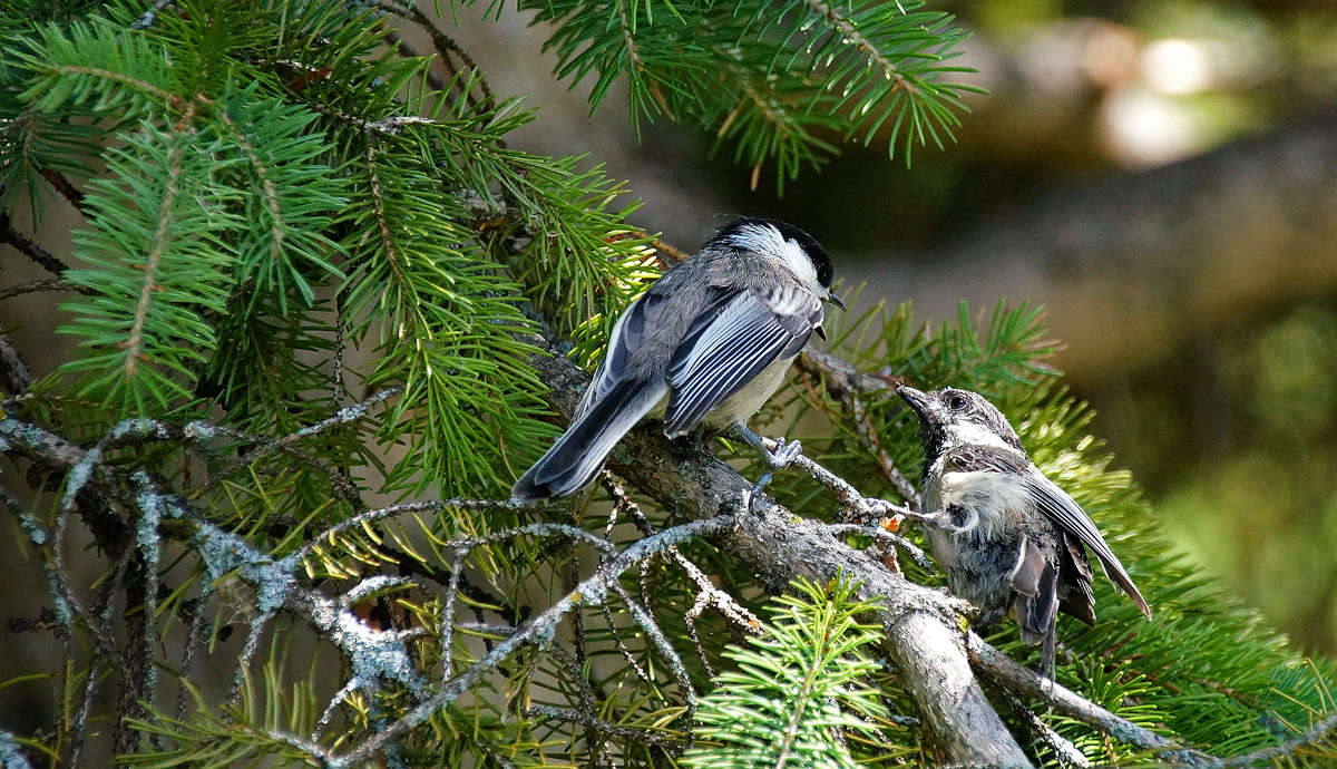 ������! �����, �����... ����� �������  �� PhotoGeek.ru #�������� ���