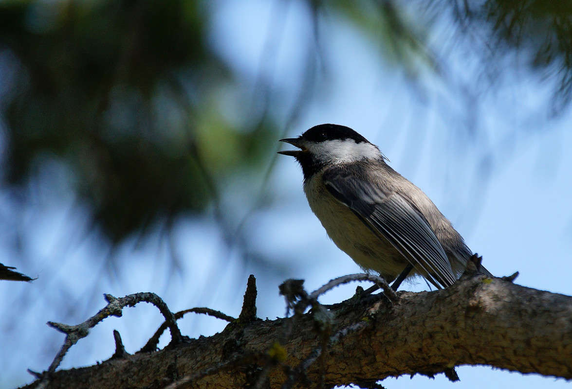 ������ ����� ����� �������  �� PhotoGeek.ru #�������� ���