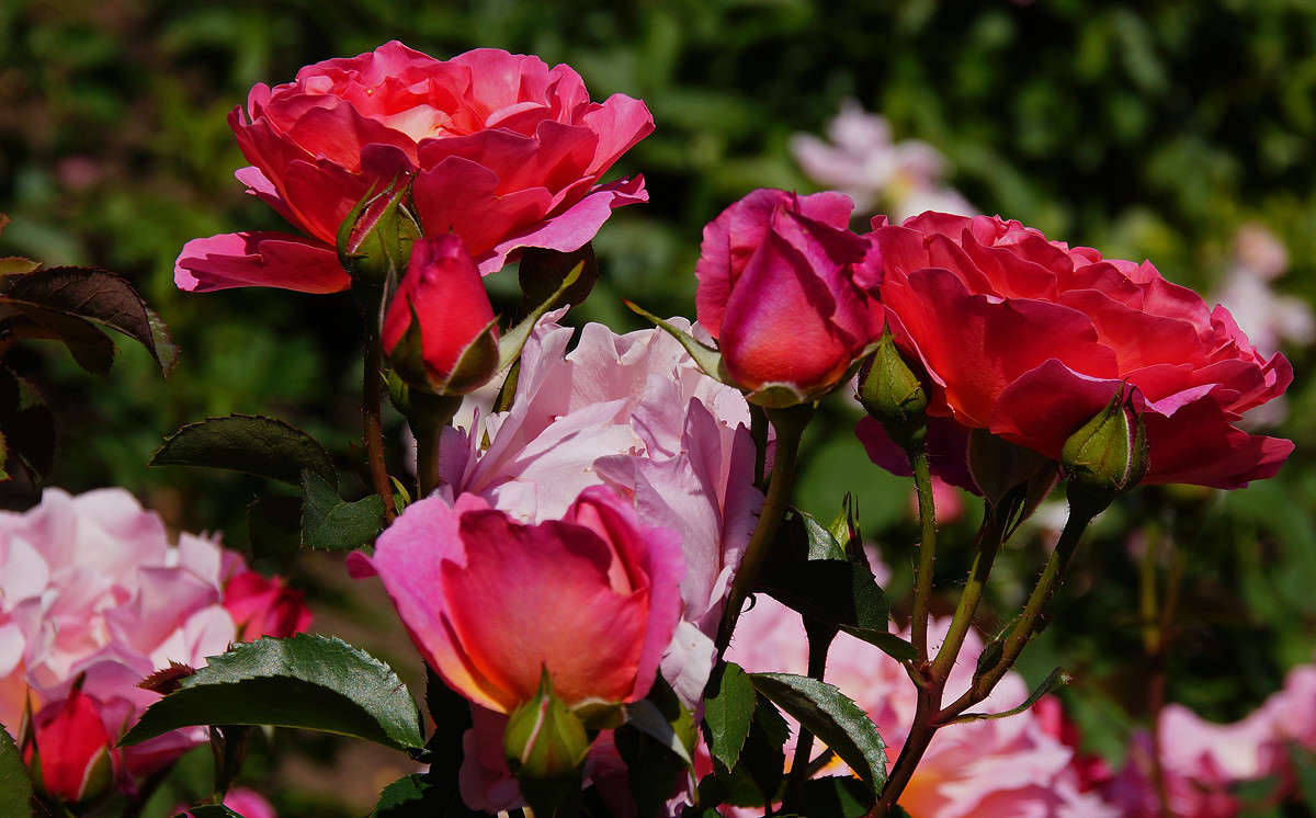 ������ ��� ����� ����� �������  �� PhotoGeek.ru #������ ��� �������