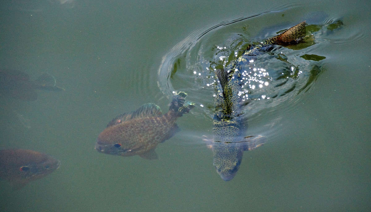 ������� �� ������ ����� �������  �� PhotoGeek.ru #�������� ���