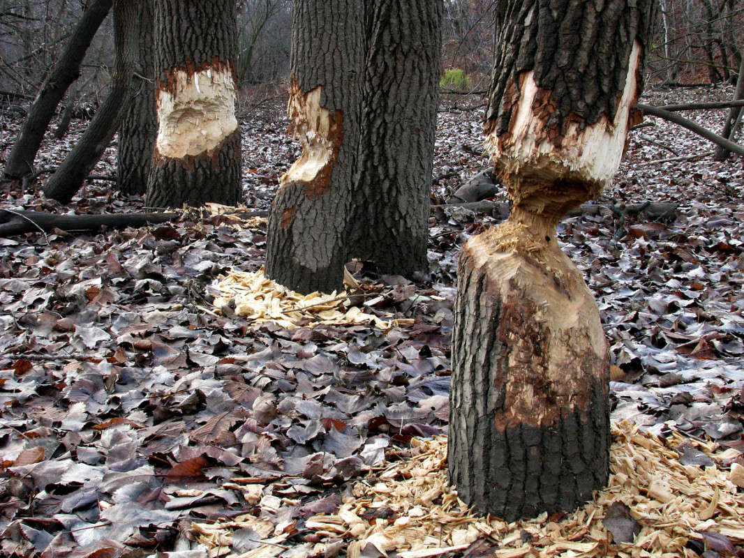 ���������� ����������� ����� �������  �� PhotoGeek.ru #�������� ��� #������ ��� �������