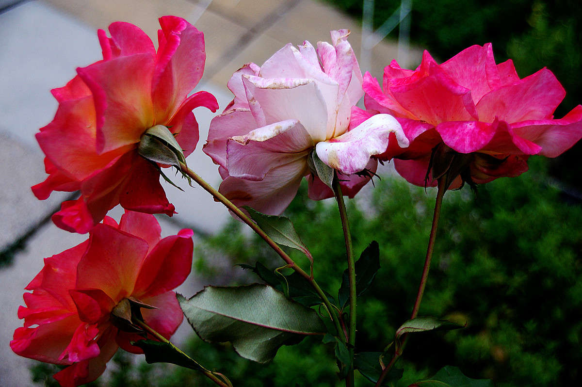 �� ����� ������� ����� �������  �� PhotoGeek.ru #������ ��� �������