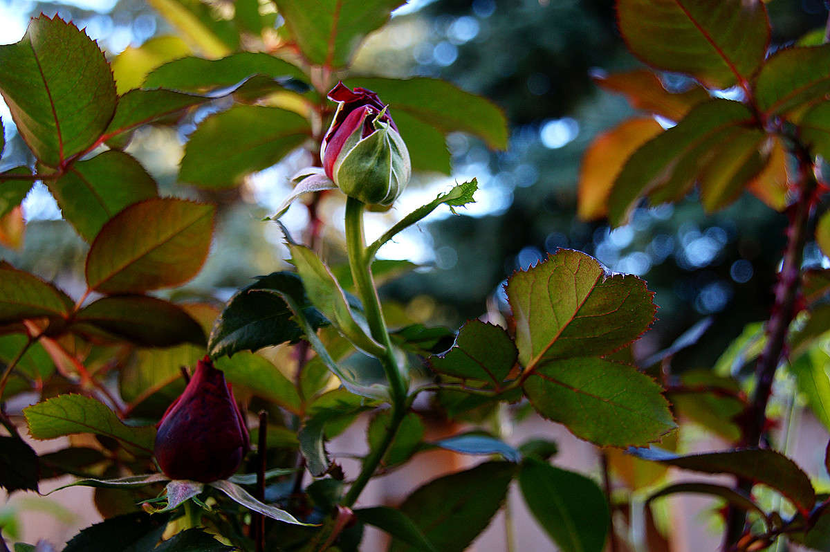 �������� ������� ����� �������  �� PhotoGeek.ru #������ ��� �������