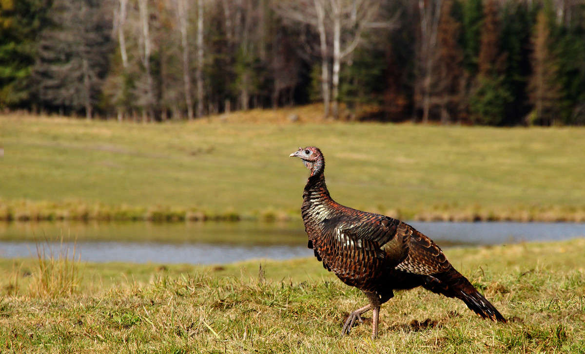 ��������� ����� ����� �������  �� PhotoGeek.ru #�������� ���