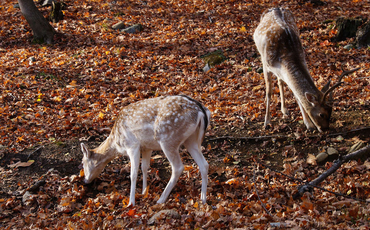 �������� �������� � ������ �������� ����� �������  �� PhotoGeek.ru #�������� ���