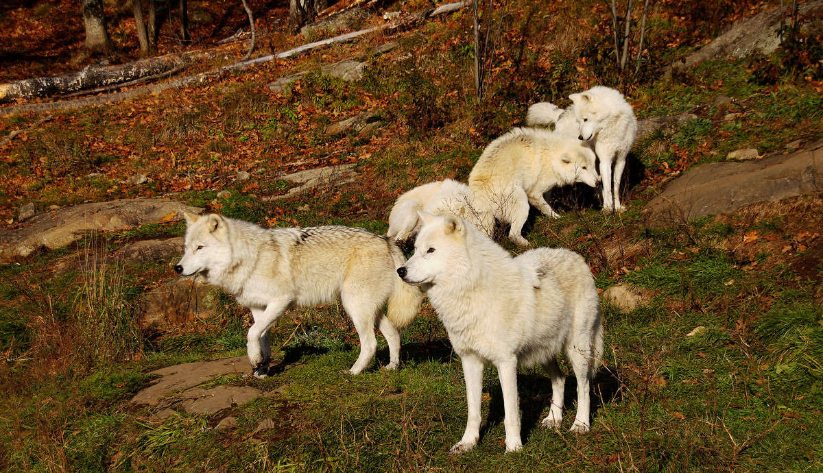 ������� ������� ����� �������  �� PhotoGeek.ru #�������� ���