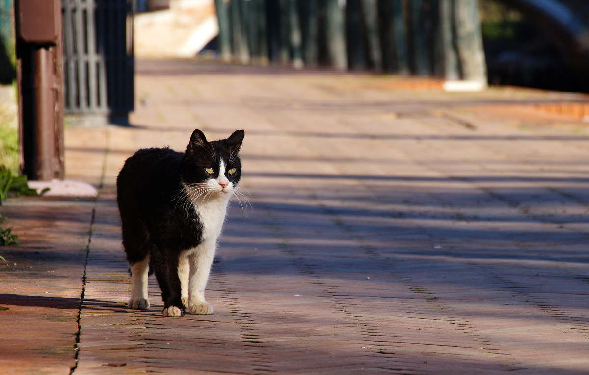Pierrot �� Torcello ����� �������  �� PhotoGeek.ru #����� #�������� ���