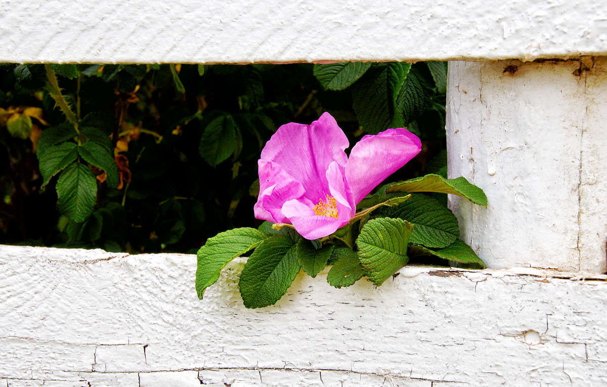 Green Gables ����� �������  �� PhotoGeek.ru #�������� ����������