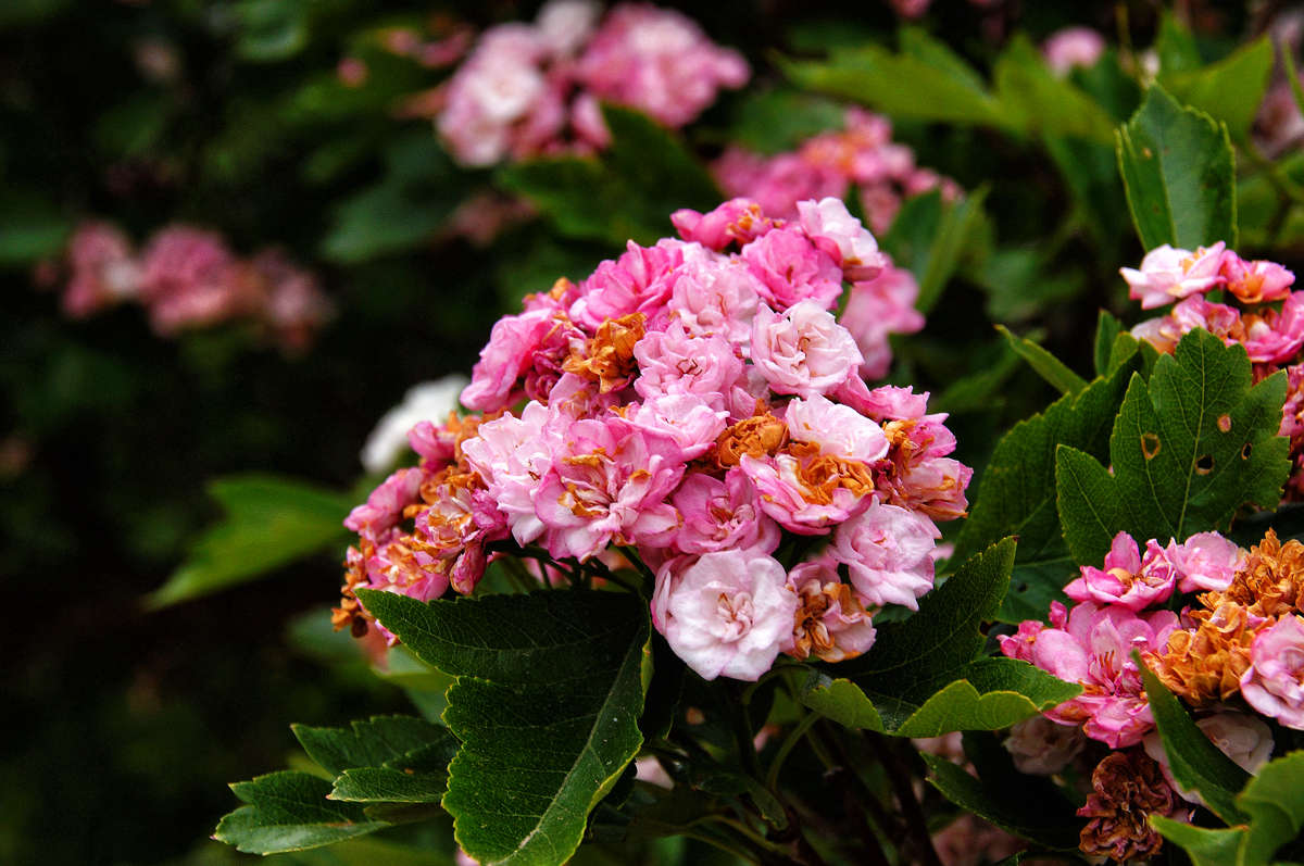 �������� ������ �� ����� ������ ����� �������  �� PhotoGeek.ru #������ ��� �������