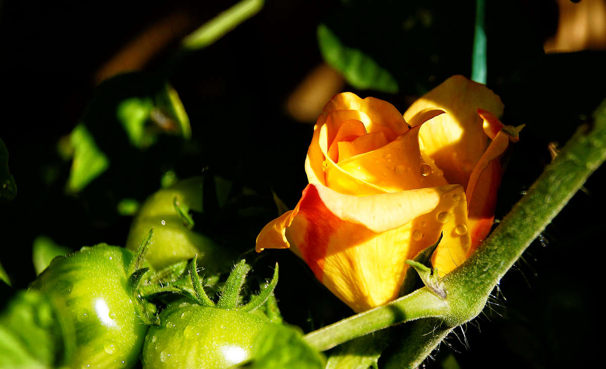 ��� �������� � ���������� ����� �������  �� PhotoGeek.ru #������ ��� �������