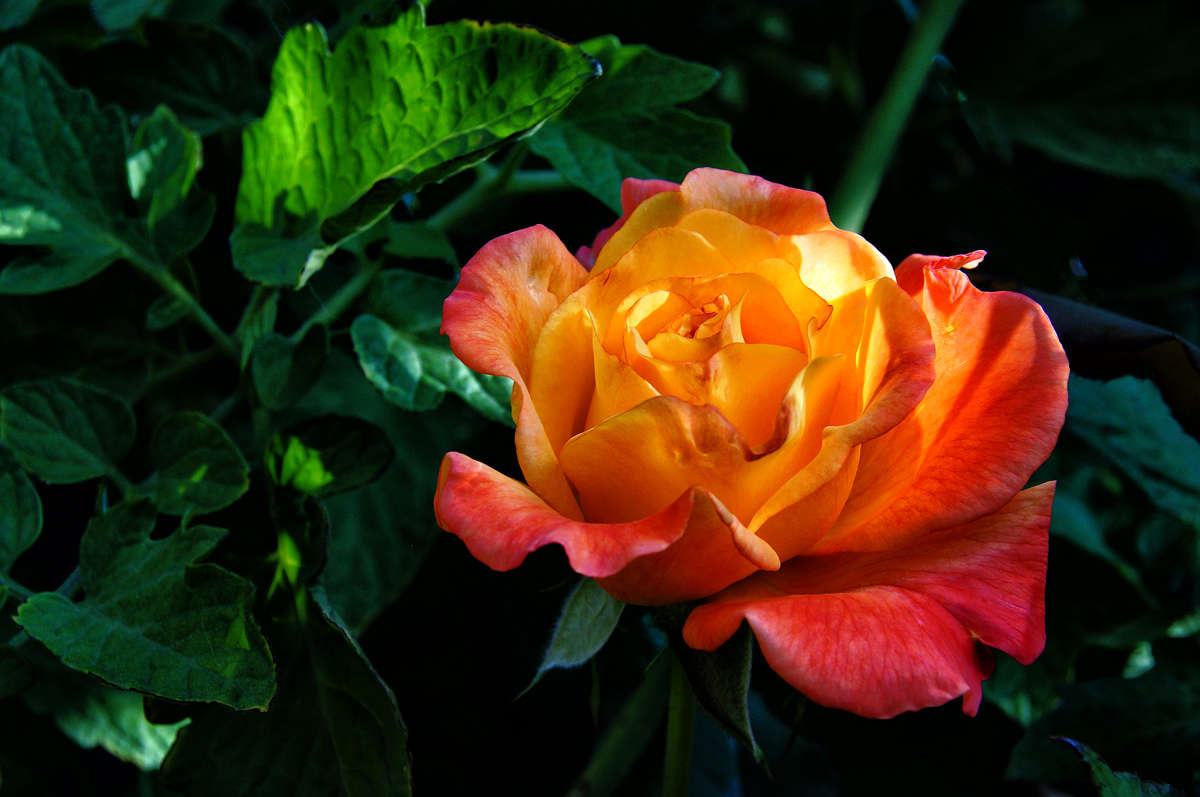 ��������� ������� ����� �������  �� PhotoGeek.ru #������ ��� �������