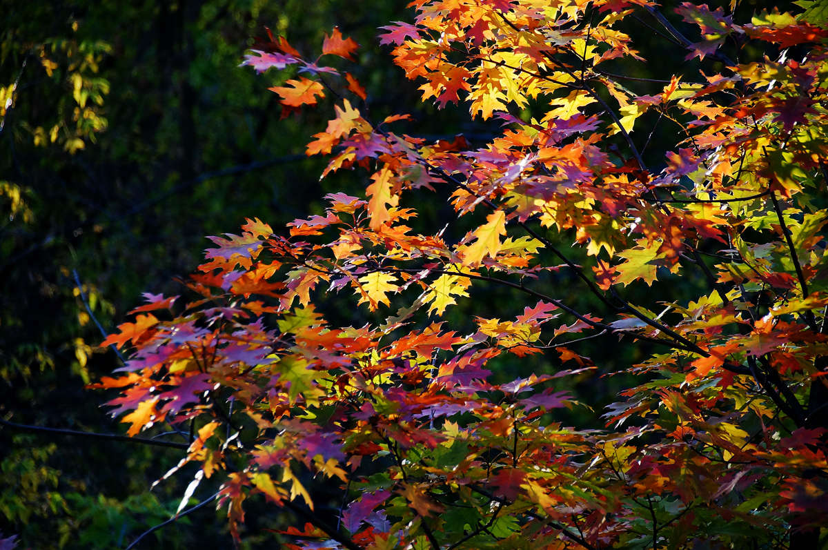 ����� ����������� ����� �������  �� PhotoGeek.ru #������ ��� �������