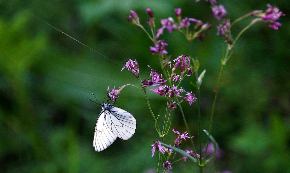 �������� �������� ����� �������  �� PhotoGeek.ru #�������� ���