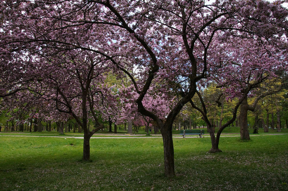 High  Park ����� �������  �� PhotoGeek.ru #������ ��� �������