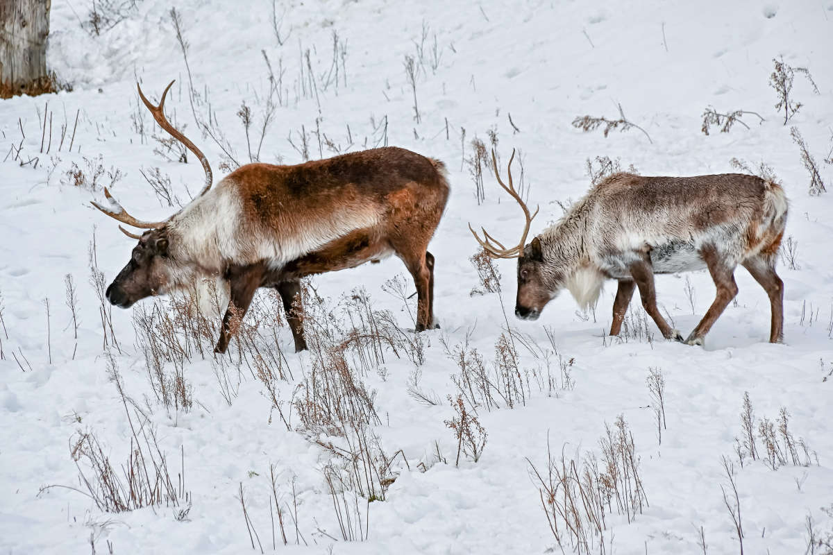 Зимовщики автор Evgueni  на PhotoGeek.ru #Животный мир