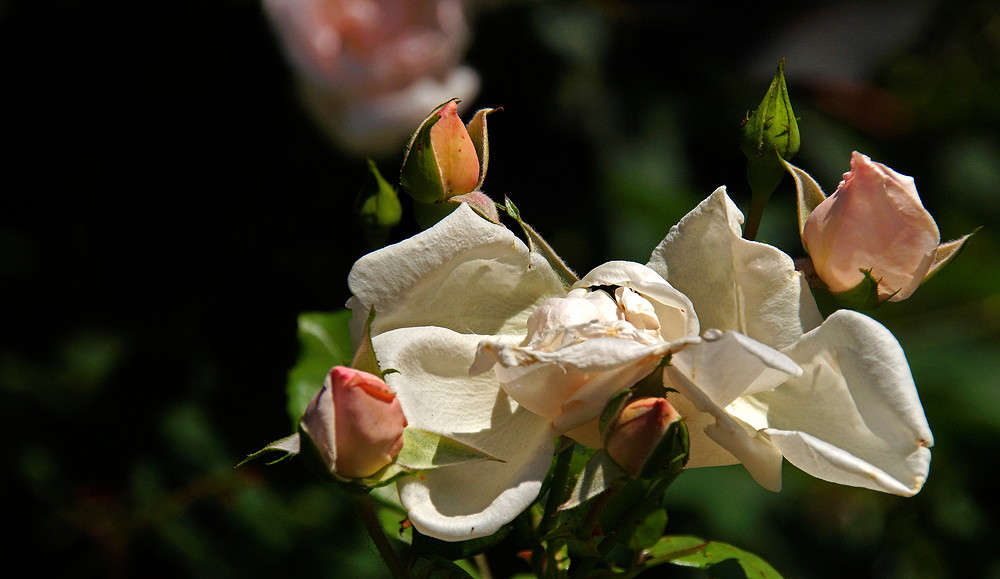 � ������� �������� ����� �������  �� PhotoGeek.ru #������ ��� �������