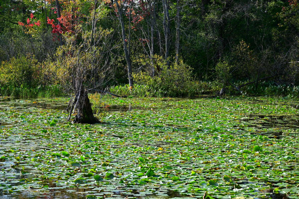 ��������� ����� �������  �� PhotoGeek.ru #������ ��� �������