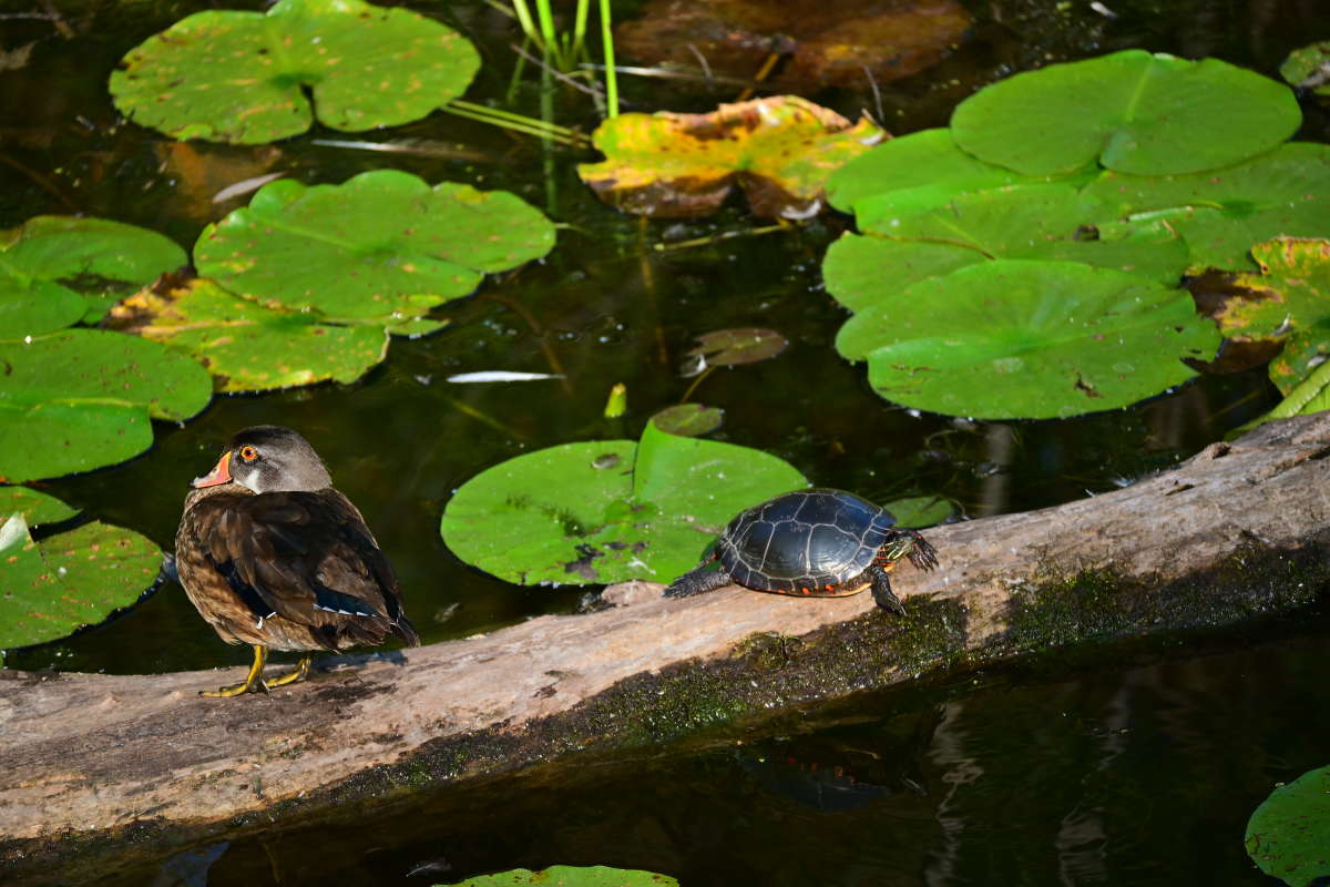 ��������� ����� �������  �� PhotoGeek.ru #�������� ���