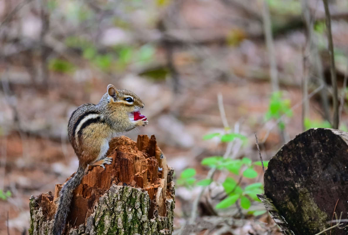 ������ ������� ��������� ����� �������  �� PhotoGeek.ru #�������� ���