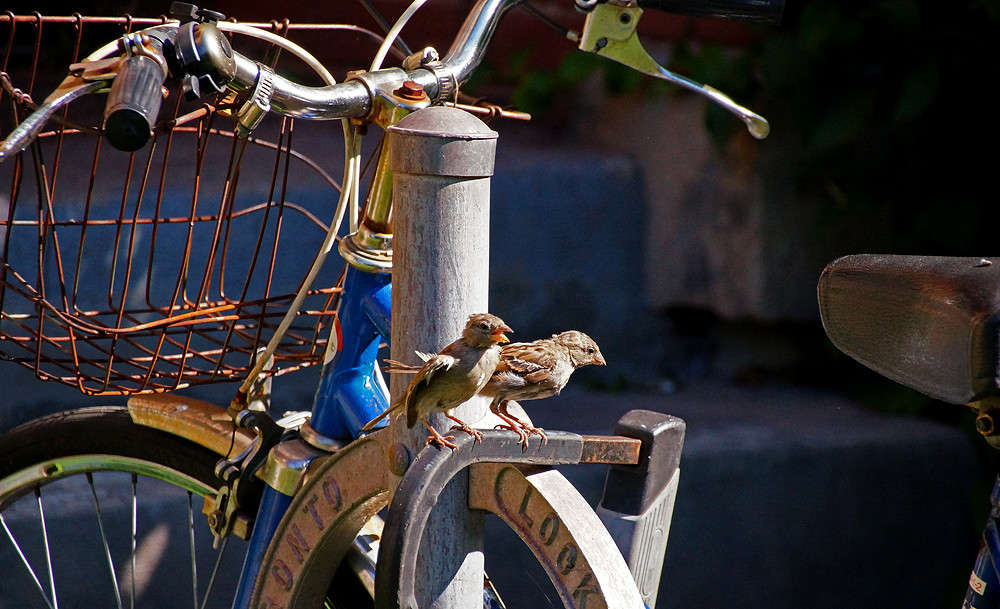 ��������� � ��������� ���������� ����� �������  �� PhotoGeek.ru #�������� ���