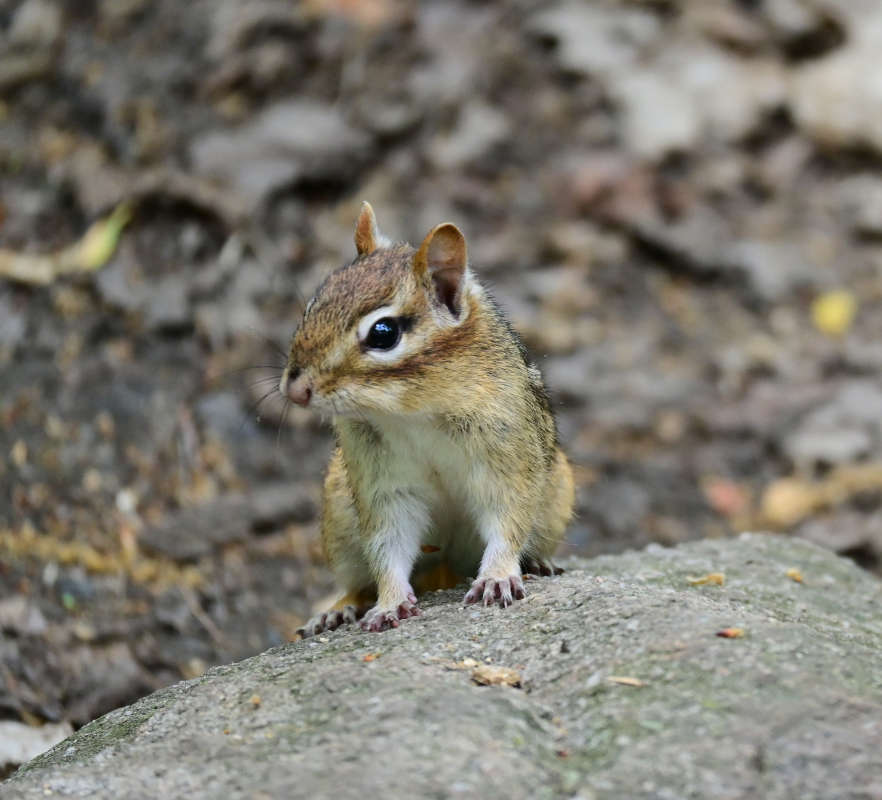 �������� �������� ����� �������  �� PhotoGeek.ru #�������� ���