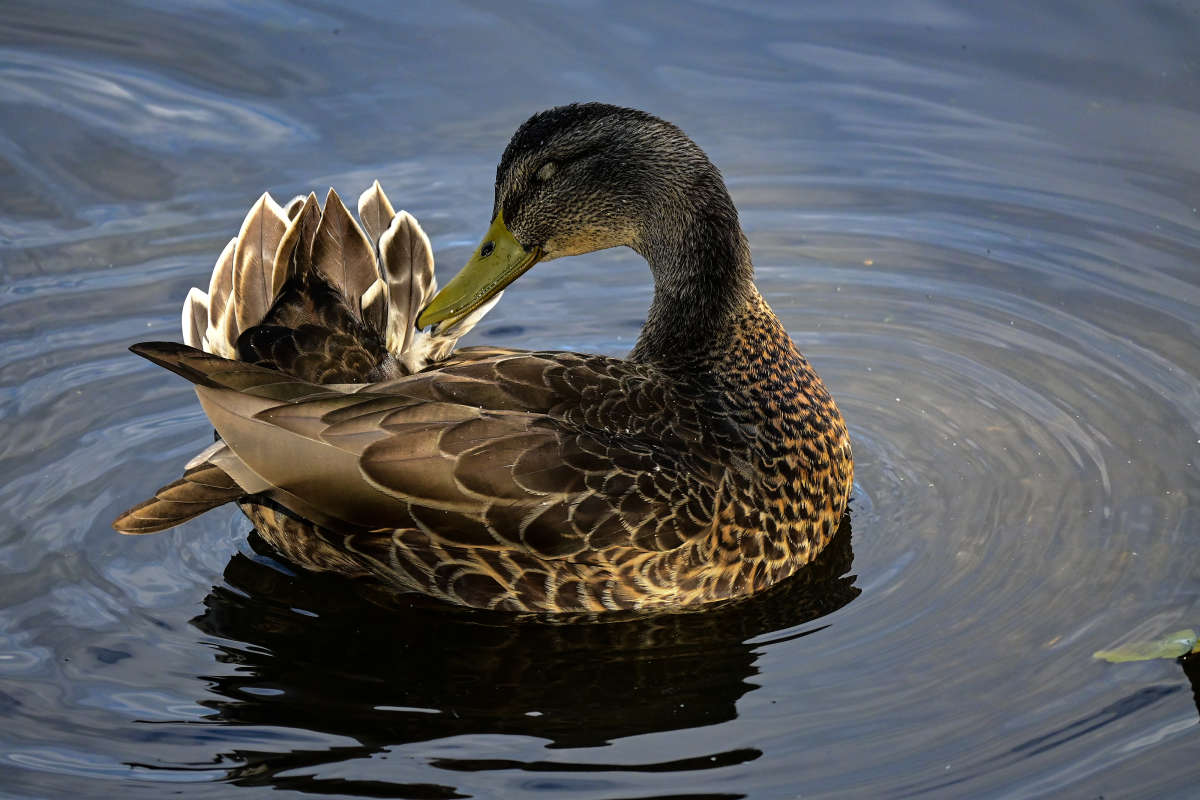 ���������� �� ������� ��������� ������ ����� �������  �� PhotoGeek.ru #�������� ���