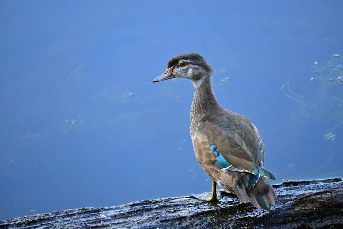 ��� ������� ����� �������  �� PhotoGeek.ru #�������� ���