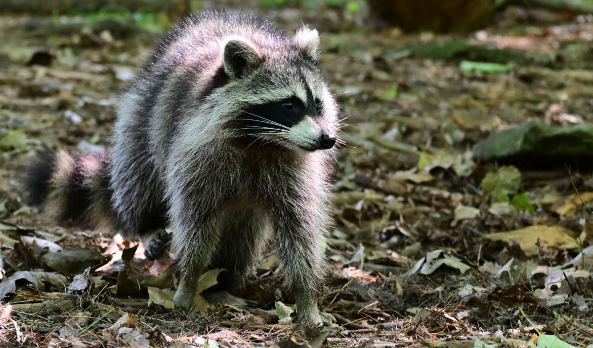 ����������� ����� ����� �������  �� PhotoGeek.ru #�������� ���