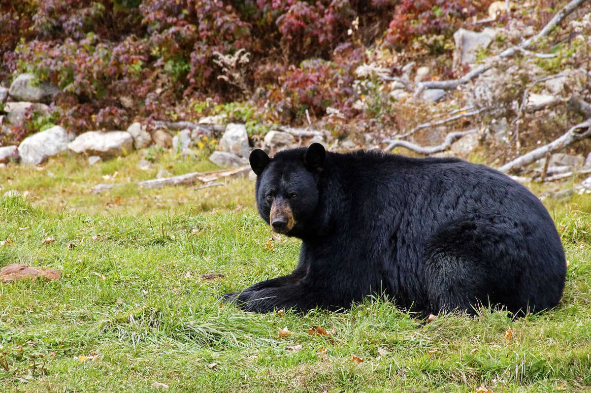 ������������� ����� �������  �� PhotoGeek.ru #�������� ���