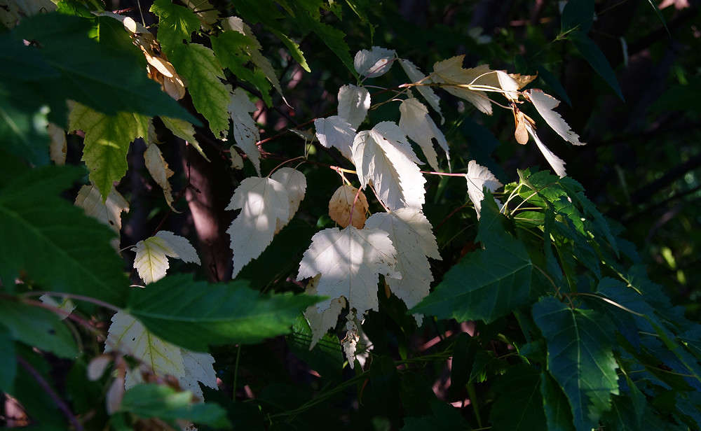 ������ ���� ����� �������  �� PhotoGeek.ru #������ ��� �������