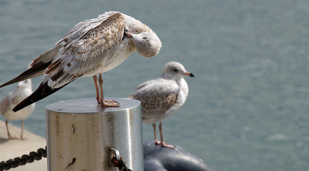 � ���� ��� ��������� ���� ����� �������  �� PhotoGeek.ru #�������� ���