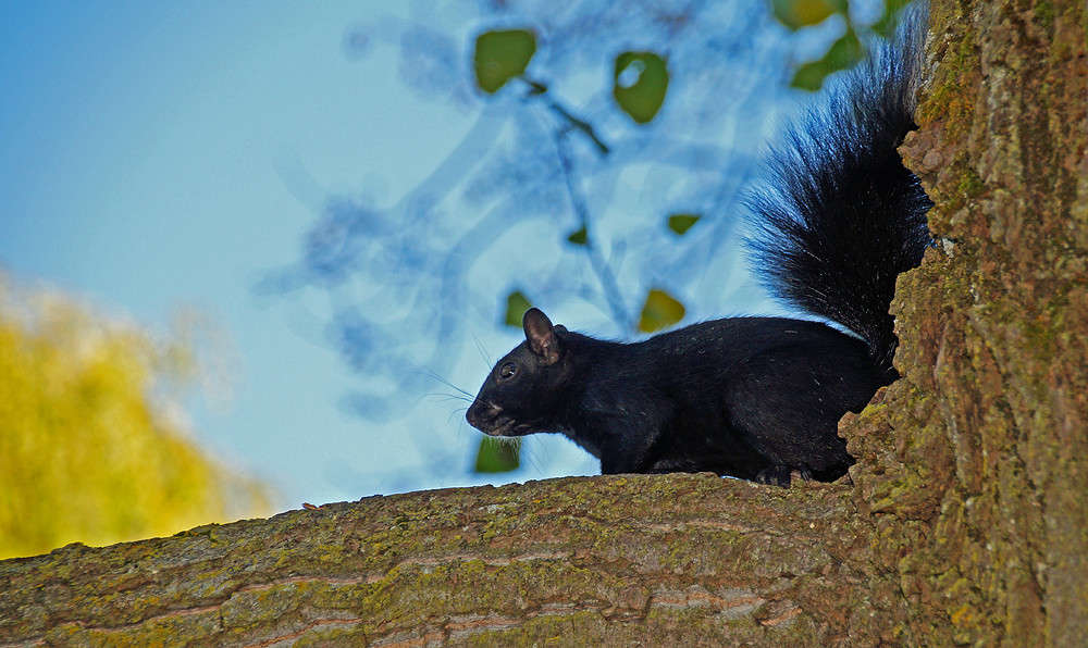 ����� ׸��� ����� �������  �� PhotoGeek.ru #�������� ���