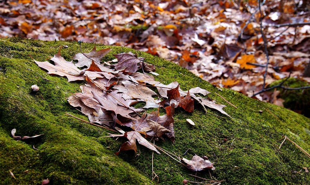� ���� ��� ����� ����� �������  �� PhotoGeek.ru #������ ��� �������