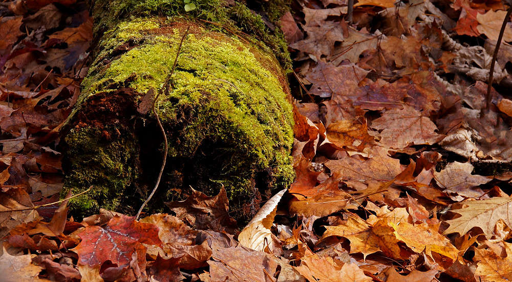 �������� ���, ���� ���� ����� ����� �������  �� PhotoGeek.ru #������ ��� �������