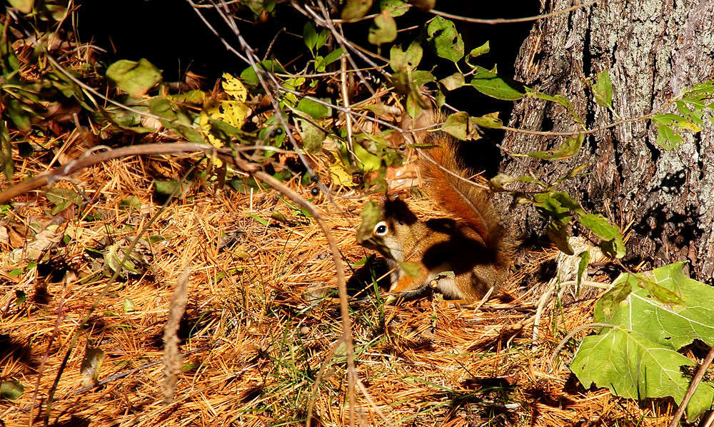 ��� ����� ����� �������  �� PhotoGeek.ru #�������� ���