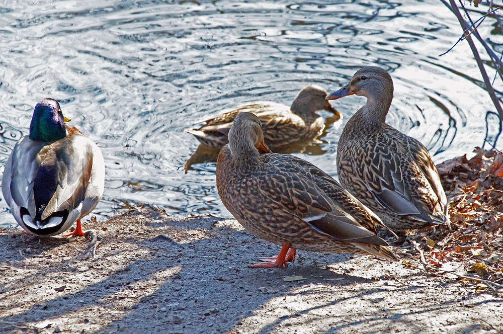 � ������� ���� ����� �������  �� PhotoGeek.ru #�������� ���