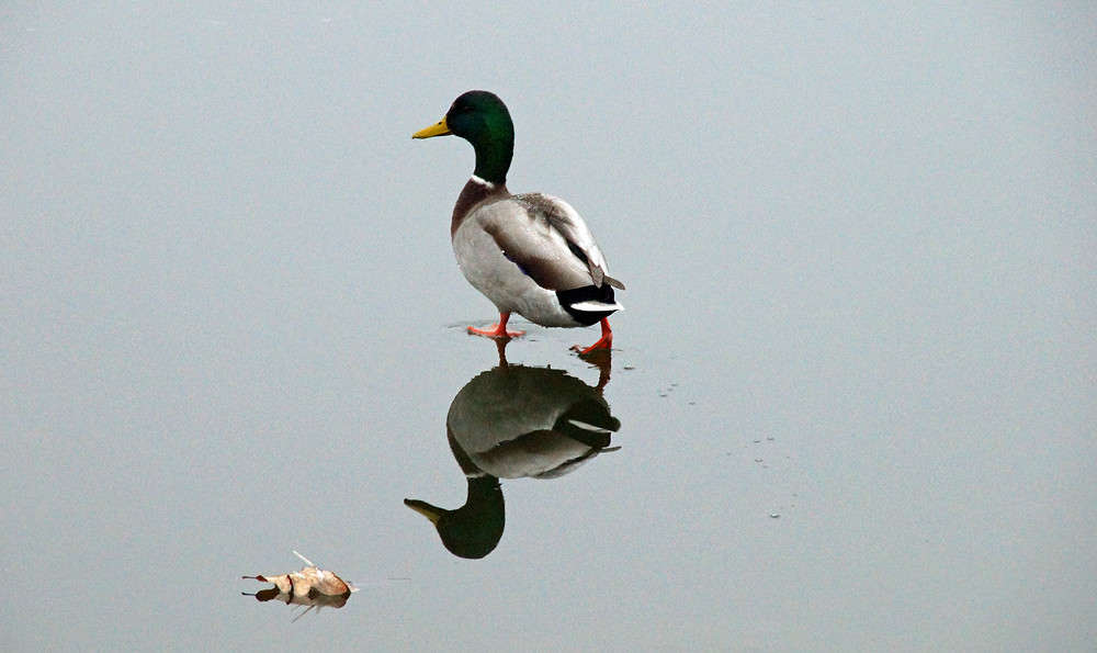 ���������� �������� ����� �������  �� PhotoGeek.ru #�������� ��� #������ ��� �������